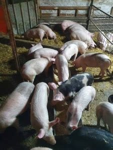 purcei de vnzare prahova|Porci si purcei de vanzare, diferite rase Ploiesti Prahova